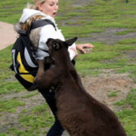 Animals Being Mean To Women 35 Photos FunCage