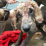 Franklin Big Fluffy Dog Rescue