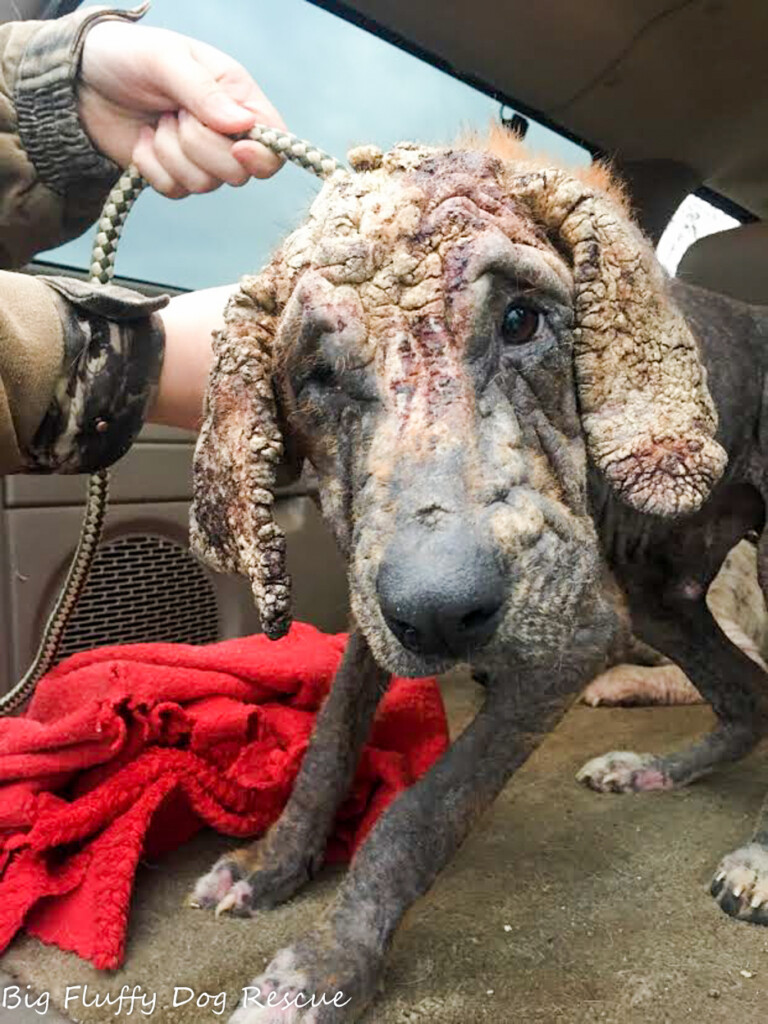 Franklin Big Fluffy Dog Rescue