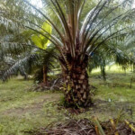 Palmera Palma Africana 3 Www sospalm