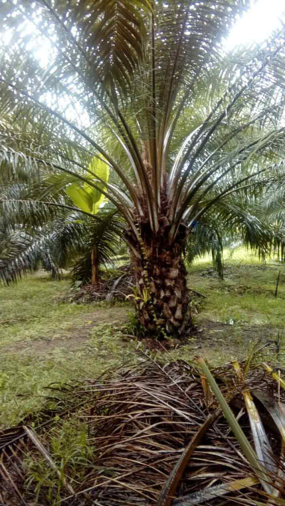 Palmera Palma Africana 3 Www sospalm